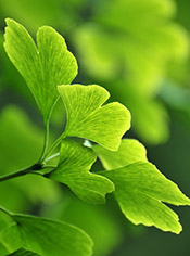 Ginkgo biloba